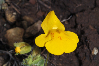 Monkeyflower (Mimulus guttatus) © Walter Siegmund via Wikicommons