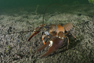 Signal crayfish © Linda Pitkin/2020VISION