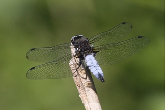 Scarce chaser dragonfly