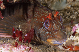 Tompot blenny