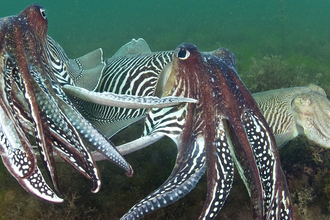 Cuttlefish © Alexander Mustard / 2020VISION