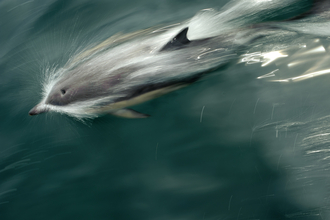 Dolphin © Chris Gomersall/2020VISION