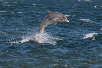 Bottlenose dolphin © John MacPherson/2020VISION