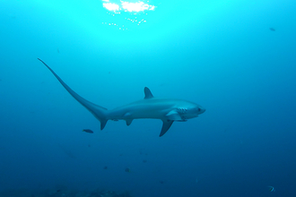 thresher shark