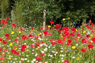 Wildflowers © Sue Reid