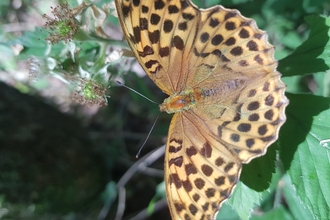 Silver-washed fritillary