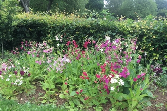 Portswood Rec moth border nicotiana