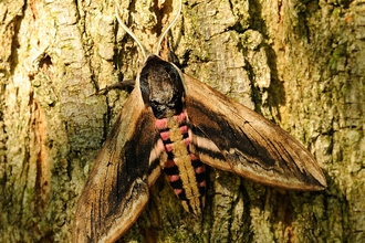 Privet Hawk-moth