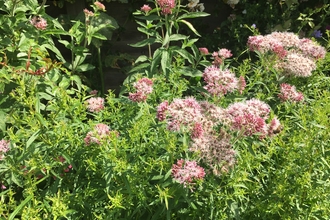 Wildflowers