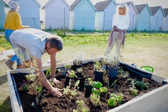 Man leaning over raised beds to plant wildflowers while two volunteers look on. Beach huts on the Eastney Coast are in the background.