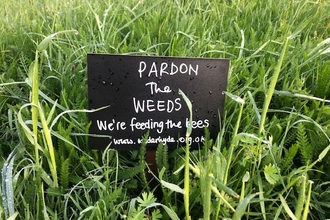 Image of black sign on grass. Sign reads, "pardon the weeds, we're feeding the bees"