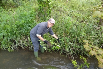 Mick Long pulling Himalayan Balsam along the Danes stream