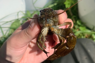 A white clawed crayfish being held