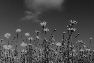 Black and white image of daisies in the summer wildflower field