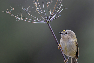 Goldcrest on dry hog fennel head at Anton Lakes © Thomas Eastwood