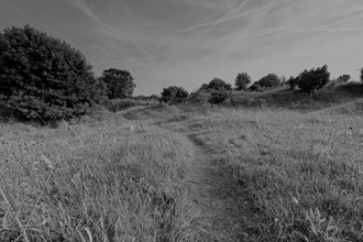 Black and white image of wildflower meadow