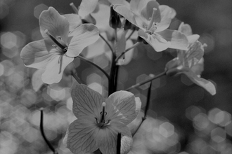 Black and white image of cuckoo flower