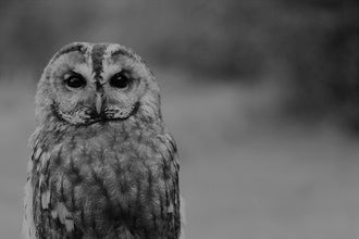 Black and white image of owl