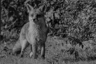 Black and white image of fox
