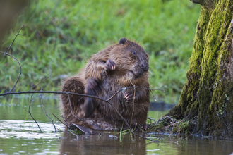 Beaver gnawing wood in river