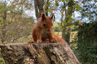 Red squirrel at Alverstone Mead bird hide