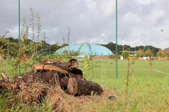 Log pile at Southampton FC's training ground