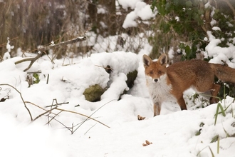 Fox along edge of meadow in snow