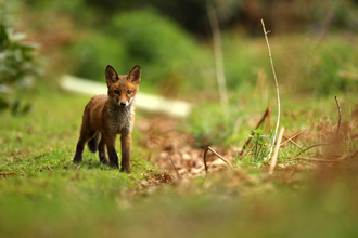 Fox in woodland