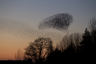 Starling murmuration in the sunset