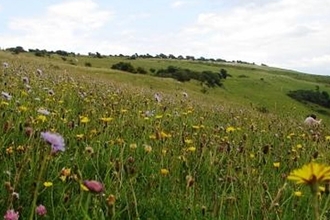 Isle of Wight Nature Reserve