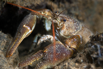 White-clawed crayfish