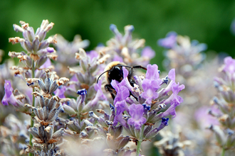 Close up of bumblebee on lavender