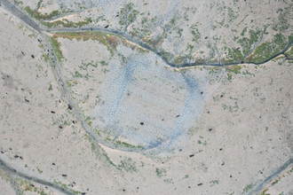 Seagrass drone image Dec 2021