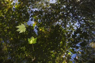 Leaves floating on a river © David Tipling/2020VISION