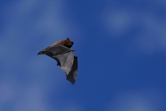 Bat in Andover © Stephen Williams