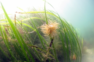 Anemone in seagrass