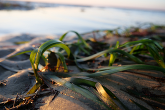 Seagrass deployment at Seaview