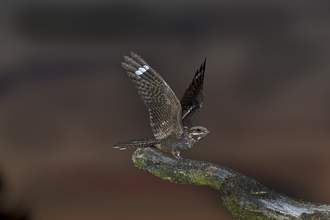 Nightjar at night
