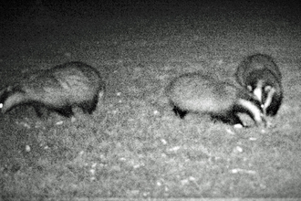 Night time image of three badgers rooting around in the ground