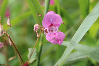 Himalayan Balsam Flower