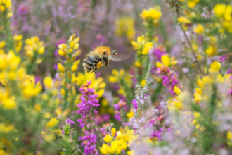 Bee in flowers