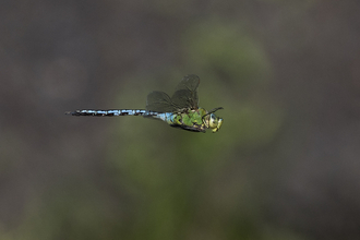 An emperor dragonfly in flight, with an apple-green thorax and dazzling blue abdomen