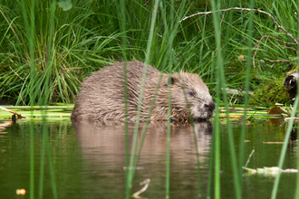 Adult beaver in river 