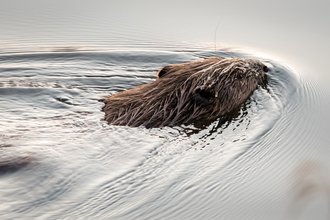Beaver swimming through water