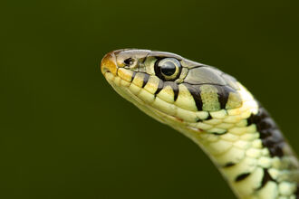 Grass Snake CLOSE-UP