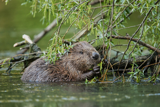 Beaver 