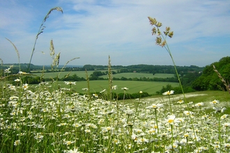 Oxeye daisy field, Daisy Family, Noar hill