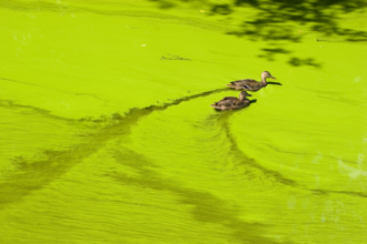 Algal bloom © Heike Kampe