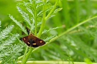 mint moth
