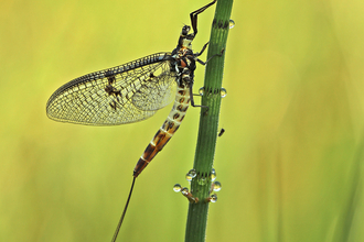 Mayfly © Jon Hawkins